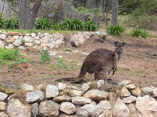 Sheoak Lodge