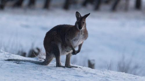 Cabin 1 - Snowy Accommodation in Adaminaby