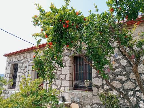 Mojo Art House in 卡納拉基