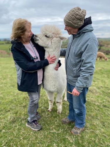 Unique Stay on an Alpaca Therapy Farm with Miniature Donkeys North Wales