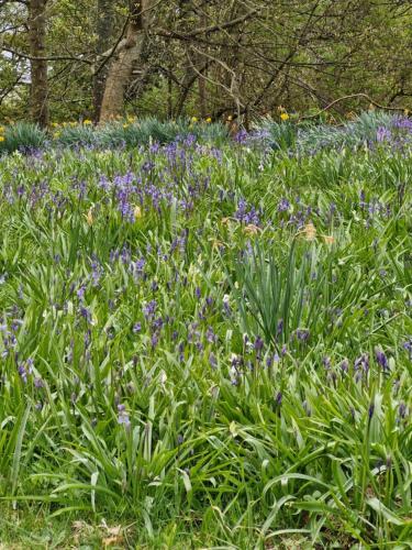 The Bungalow - Ardullie Lodge in Dingwall
