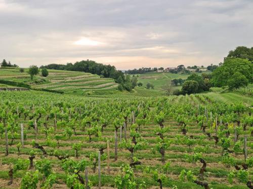 Maison cosy avec vue sur les vignes.