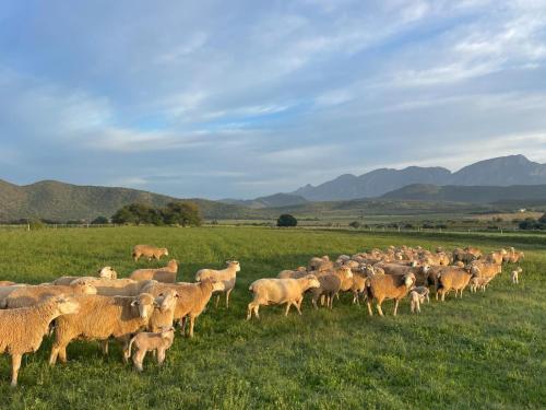 Doornkraal Tuinhuis Doornkraal Tuinhuis