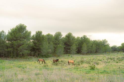 Masia en plena naturaleza y tranquilidad