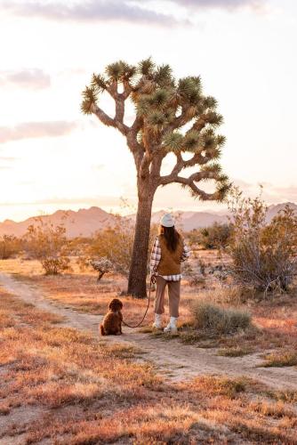 Villa Solare Cowboy Pool, Hot Tub & Sauna in Joshua Tree, USA
