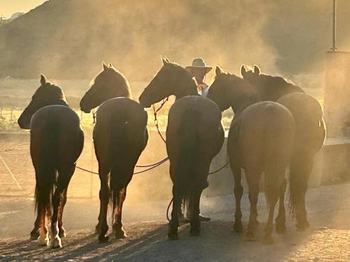 Doornkraal Tuinhuis Doornkraal Tuinhuis