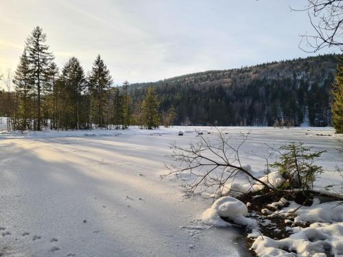 Le Renard des Vosges