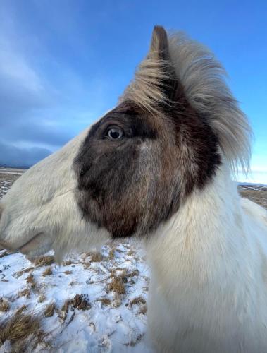 Vökuholt Lodge (Vokuholt Lodge) in Húsavík