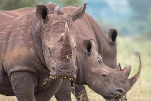 Nokuthula Bush Retreat