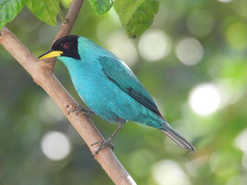 Posada de las Aves en San Rafael cerca del rio bizcocho - Avistamiento de aves al interior