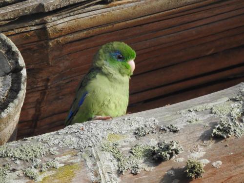 Posada de las Aves en San Rafael cerca del rio bizcocho - Avistamiento de aves al interior