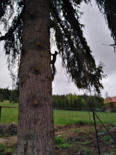 Cabana Deasupra Norilor Cabana Deasupra Norilor