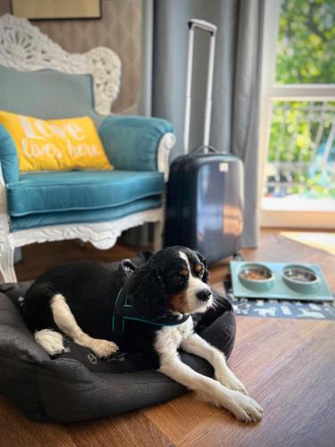 Villa Antonina - image 3