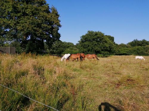 Martha's retreat in Holt (Dorset)