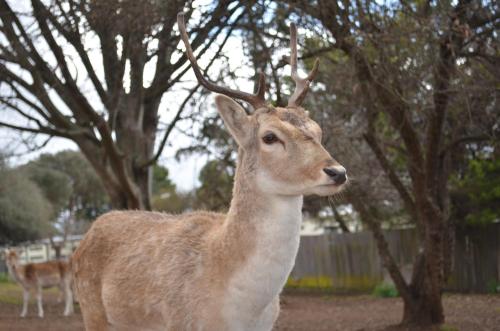 Deer Park Motor Inn Armidale