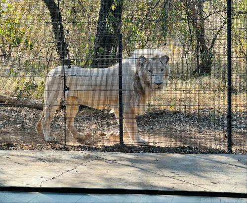 Simba Safaris African Pride Exotic Lodge