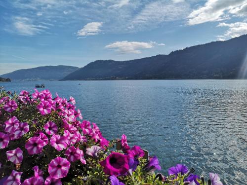 Blumenpension Strauss - Ferienwohnungen