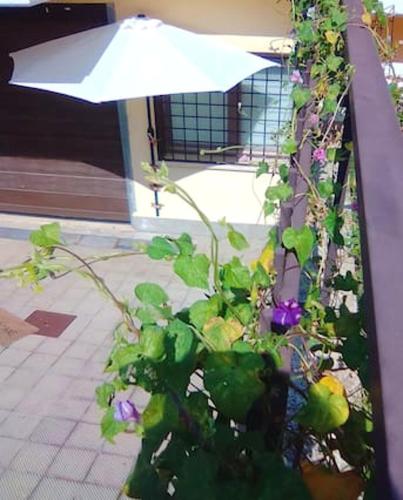 Garden, Charming studio in La Massimina, 45 m² with private garden in La Massimina-Casal Lumbroso