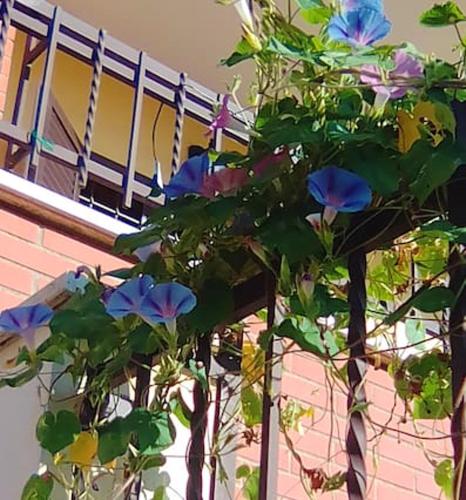 Garden, Charming studio in La Massimina, 45 m² with private garden in La Massimina-Casal Lumbroso