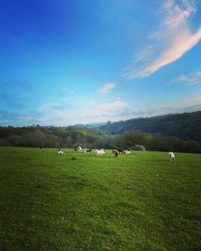 Y Boidy Bach Llangrannog