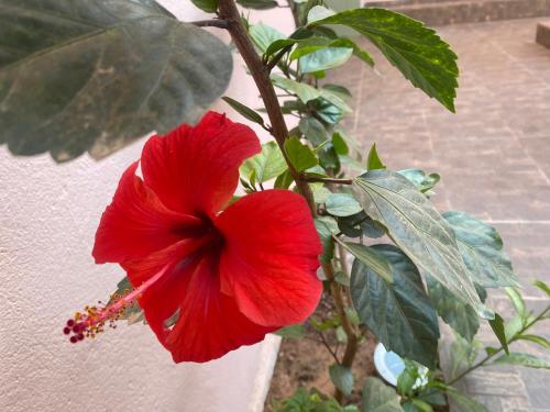 Riad tania mozaik Riad tania mozaik