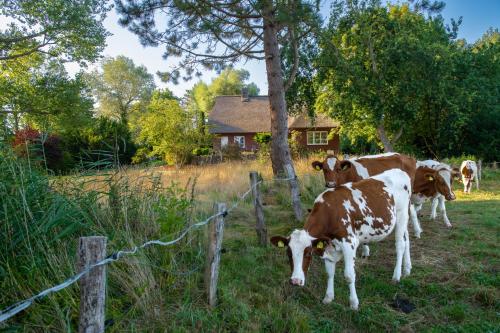 Reetdachhaus Eiderblick