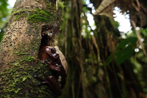 Suchipakari Amazon Eco -Lodge & Jungle Reserve