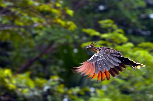 Suchipakari Amazon Eco -Lodge & Jungle Reserve