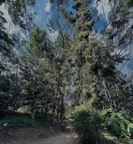 Uitzicht, 4 Bedroom Jungle Villa in Panamaram