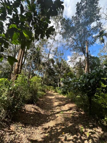 Omgeving, 4 Bedroom Jungle Villa in Panamaram