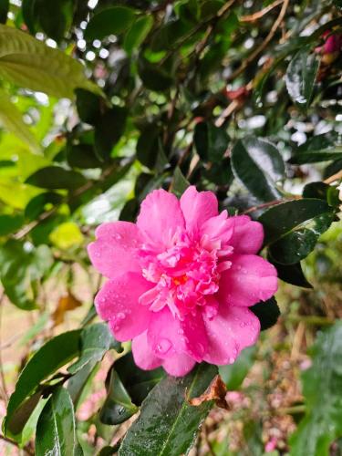 The Gamekeepers Spa Cottage in Tamborine Mountain
