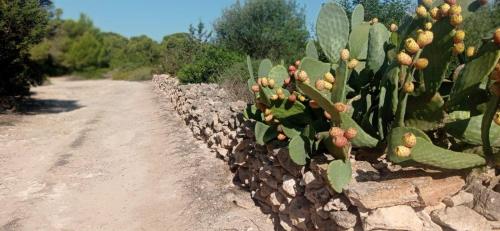 Estudio Cala Saona