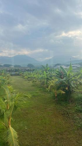 Surrounding environment, KUBU BLACK HOUSE near Yayasan Kanker Indonesia Yki Jembrana