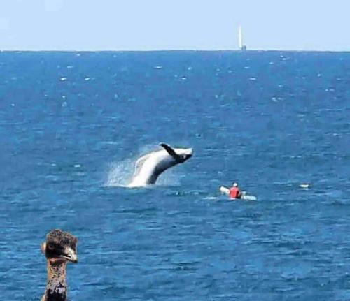 Pet & Family Friendly Ocean Front Beach Cottage, Bargara (zdjęcie 6)