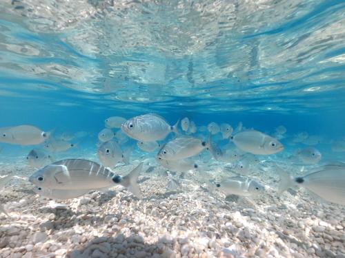  Dommu de Nannai Moro: Camera con bagno e balcone in Baunei