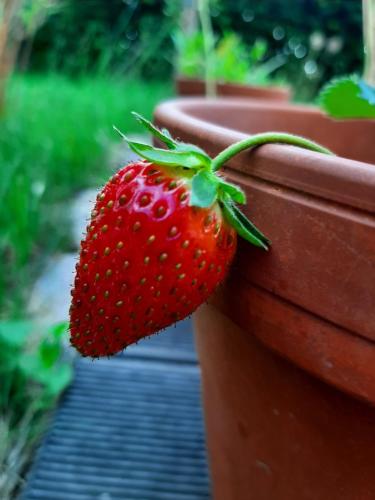 Annemarie Zerpenschleuse - Schwedenhaus mit Künstler-Charme und Sauna Annemarie Zerpenschleuse - Schwedenhaus mit Künstler-Charme und Sauna