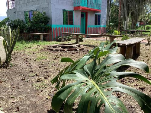 Garden, Hostal Las Hamacas del Bosque in La Fuente