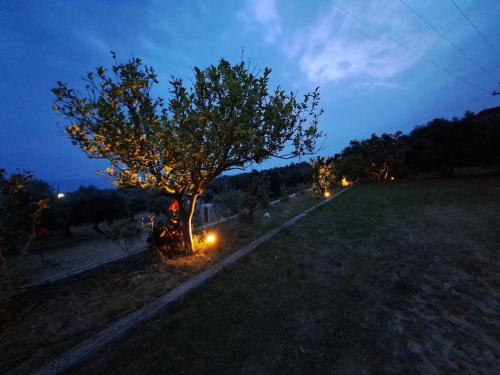 rizoma, Preveza (fotografie 9)