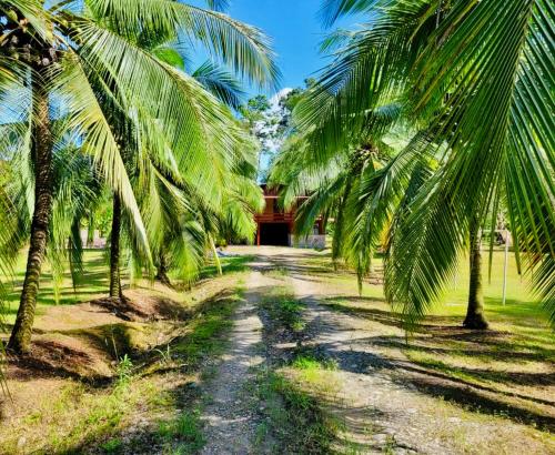 A környék, TROPICAL HOUSE in Limon