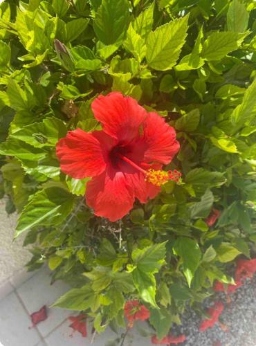 Cyprus Studio with pool near Beach