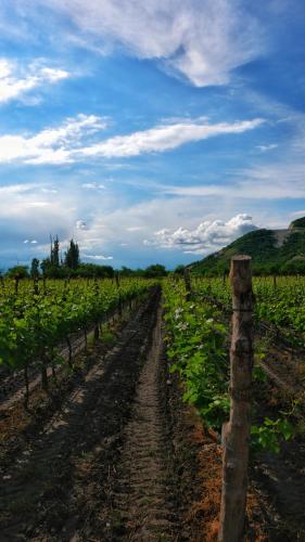 Burki Castle & Cellar