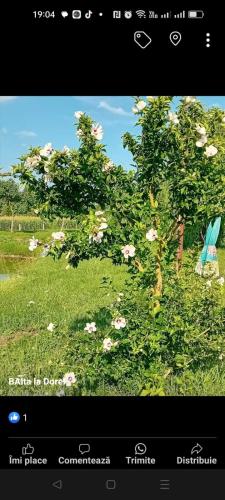 Camera Primăverii 1 (Camera Primaverii 1) in Lăschia