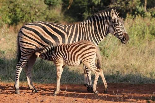 Tholo Private Game Lodge Tholo Private Game Lodge