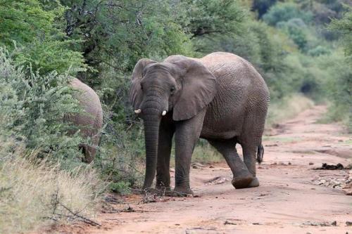 Tholo Private Game Lodge Tholo Private Game Lodge