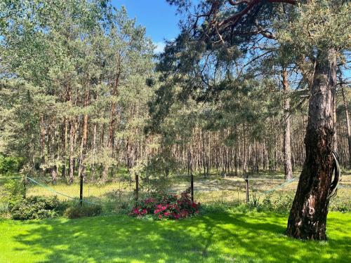 Garden, Ferienhaus im Wald, am Briesener See in Neu Zauche