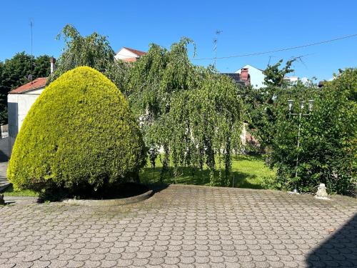 I Ciliegi - image 10