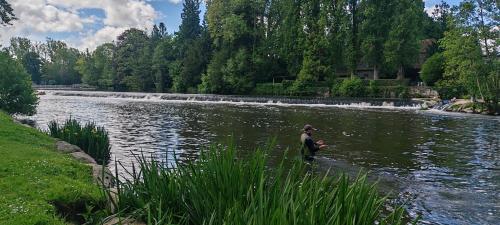Green Summer in Falaise