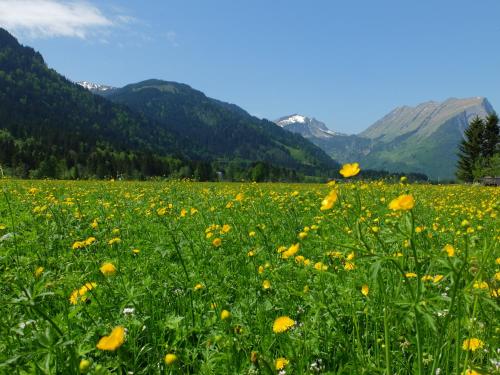 สภาพแวดล้อมโดยรอบ, Pension Oberhauser in สคอปเปอร์เนา