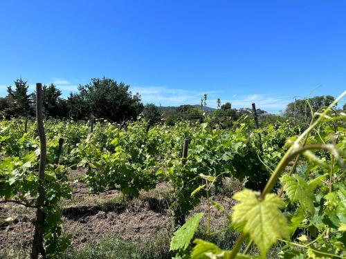 Acquasale, Agropoli (foto 8)