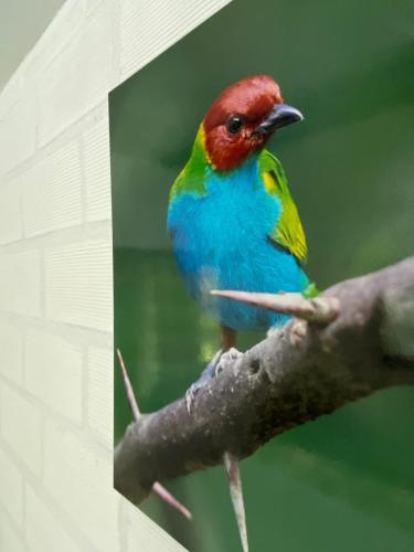 Posada de las Aves en San Rafael cerca del rio bizcocho - Avistamiento de aves al interior